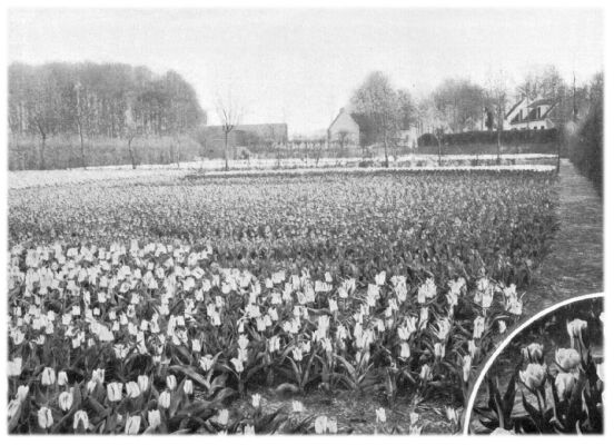 Klik voor de volgende foto