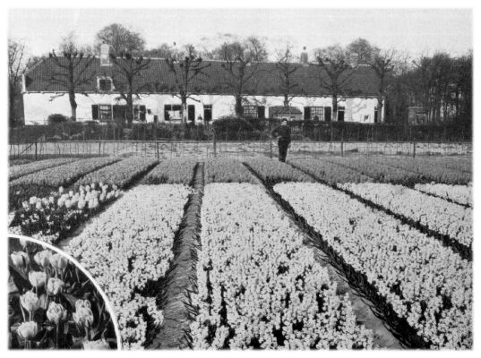 Klik voor de volgende foto