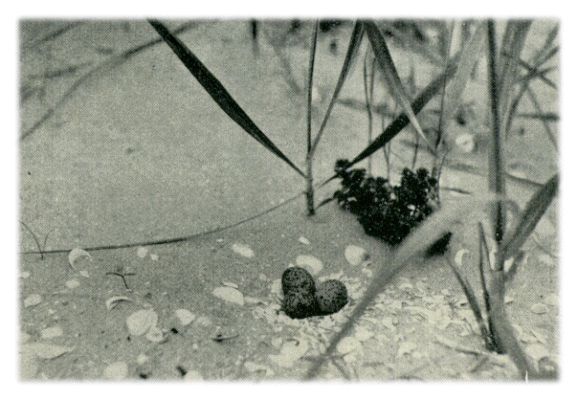 Klik voor de volgende foto