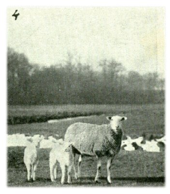 Klik voor de volgende foto