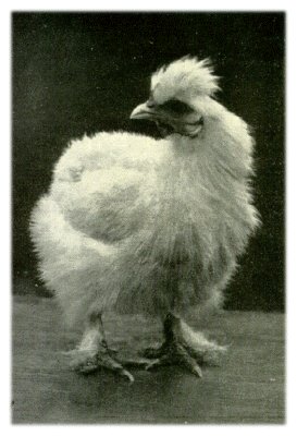 Klik voor de volgende foto