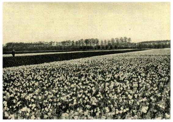 Klik voor de volgende foto