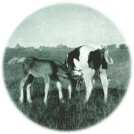 oz311365.jpg