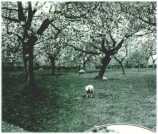 oz311756.jpg