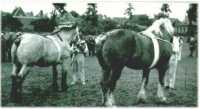 oz311952.jpg