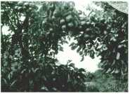 oz312704.jpg