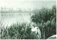 oz312736.jpg