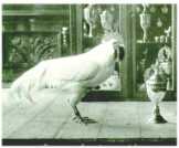 oz313862.jpg