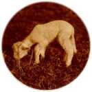 oz314614.jpg
