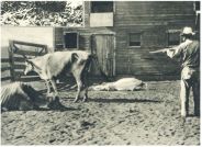 oz341404.jpg