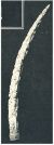 oz341482.jpg