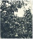 oz341888.jpg