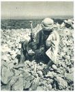 oz341916.jpg