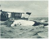 oz342105.jpg