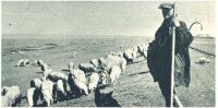 oz342194.jpg