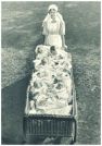 oz342195.jpg
