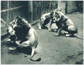 oz342245.jpg