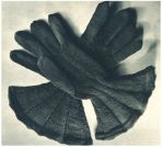 oz342257.jpg
