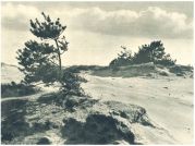 oz342356.jpg