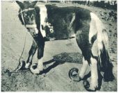 oz342504.jpg