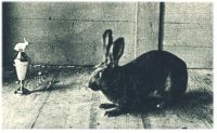 oz342961.jpg