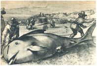 oz343114.jpg