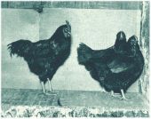 oz343236.jpg