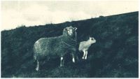 oz343340.jpg