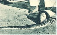 oz343354.jpg