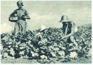 oz343419.jpg