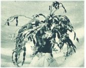 oz343872.jpg