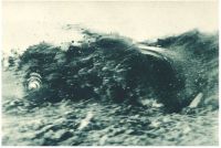 oz344237.jpg