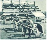 oz344706.jpg