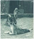 oz345008.jpg
