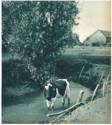 Klik voor de volgende foto