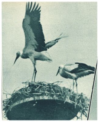 Klik voor de volgende foto