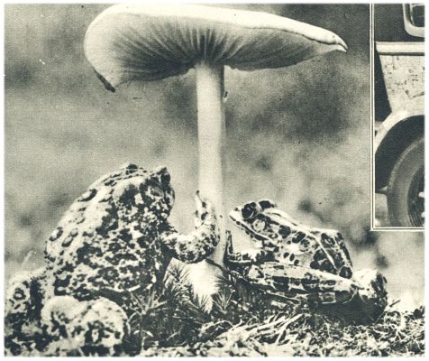 Klik voor de volgende foto