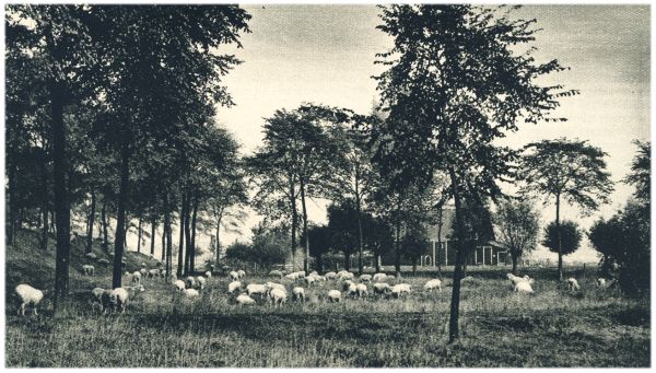 Klik voor de volgende foto
