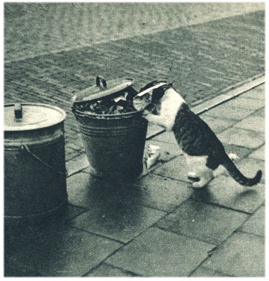 Klik voor de volgende foto