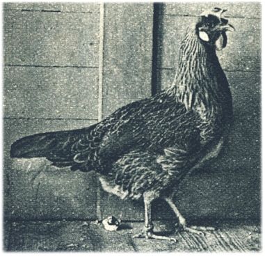 Klik voor de volgende foto