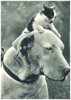 Klik voor de volgende foto