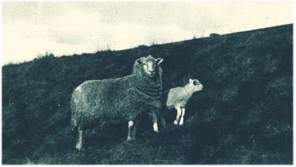 Klik voor de volgende foto