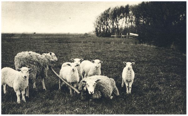 Klik voor de volgende foto