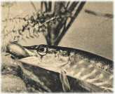 oz360127.jpg