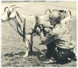 oz361507.jpg