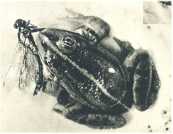 oz361650.jpg