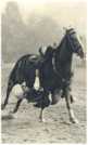 oz361802.jpg