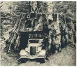 oz361829.jpg