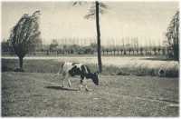 oz361957.jpg