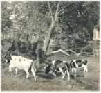 oz362025.jpg